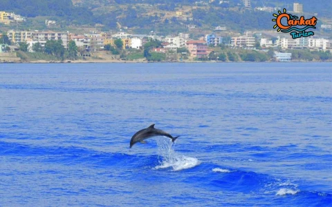 Alanya Helal Konsept Kısa Tekne Turu 14:00-18:00