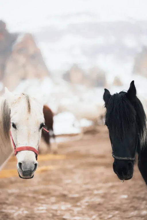 Cappadocia Private Horse Riding Tour