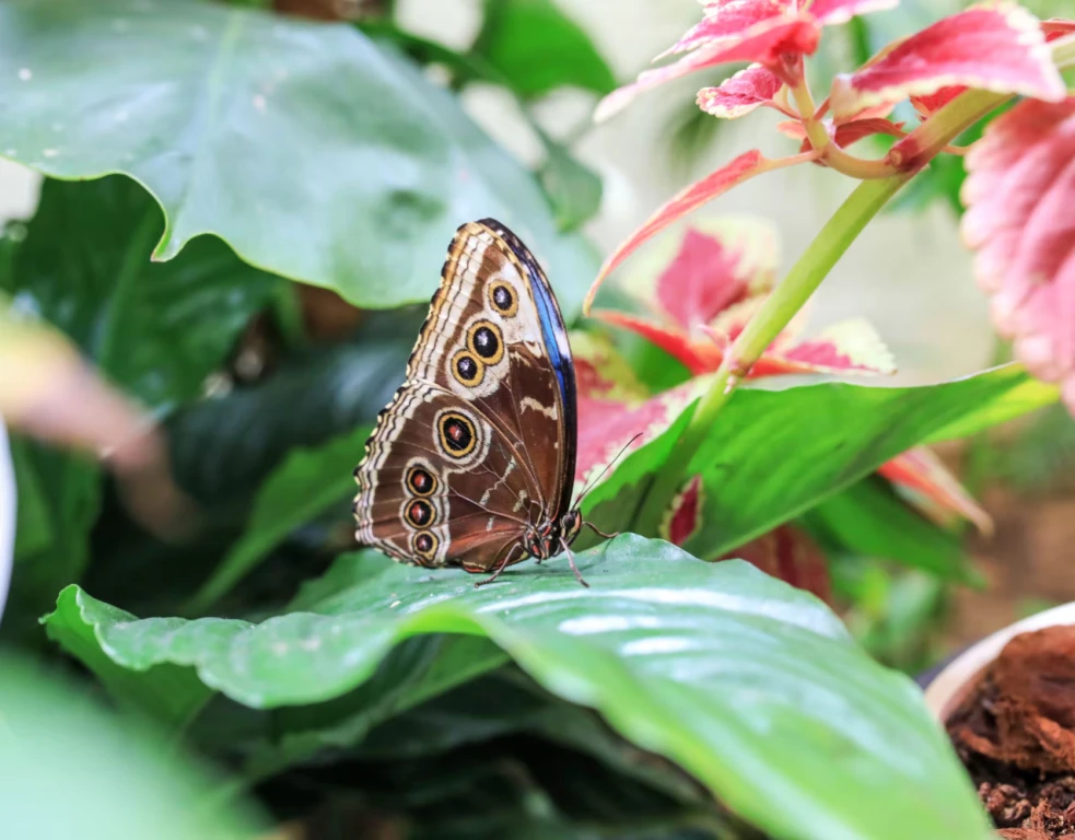 Dubai Butterfly Garden