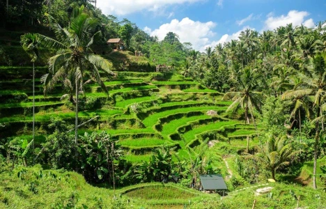 ELEGANT UBUD & BALİ - 5 Gece - Thy - Dps-Dps - Ekstra Turlar Dahil 