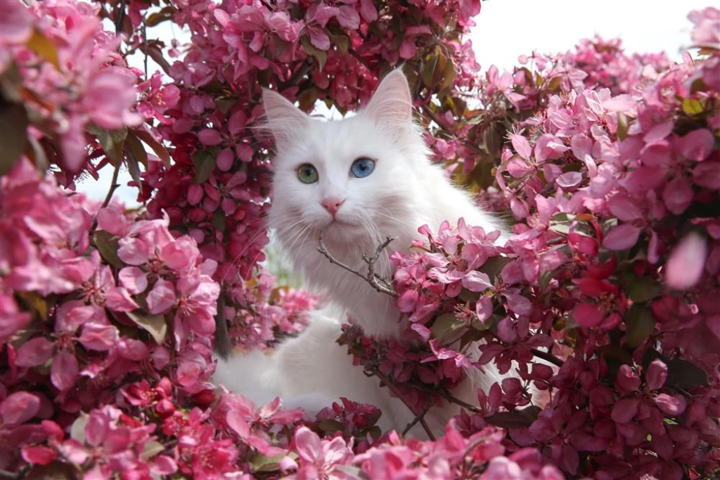 2 gün 1 gece Van Turu