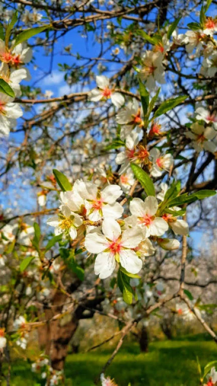 جولة داتشا - سليمية - شلال تورغوت - مارماريس