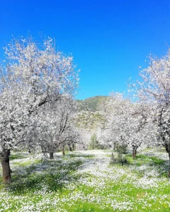جولة داتشا - سليمية - شلال تورغوت - مارماريس