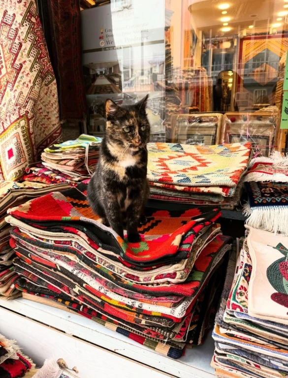 Коти Стамбула