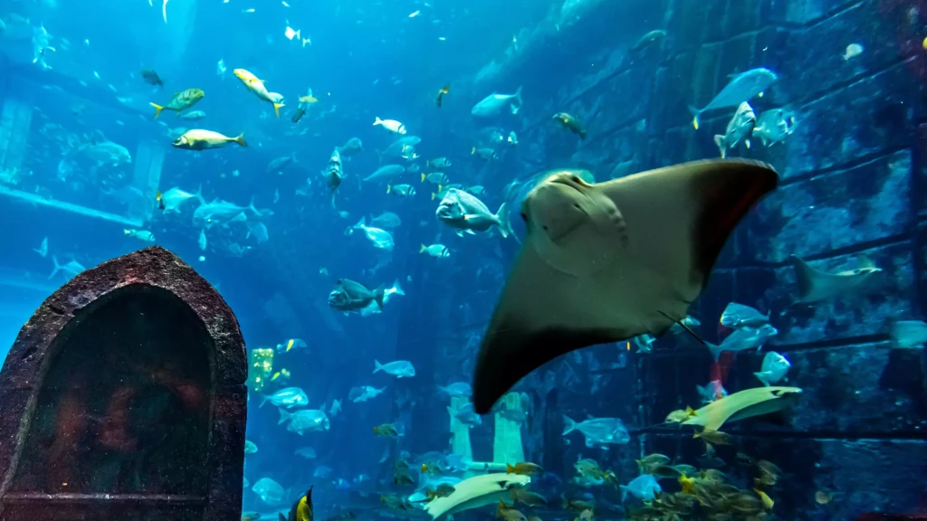 Dubai Mall Akvaryumu & Underwater Zoo | Su Altı Dünyasını Keşfedin