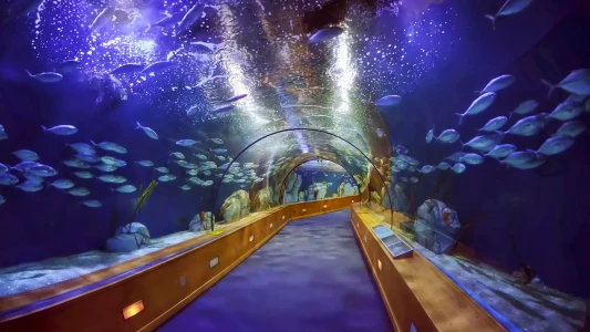 Dubai Mall Akvaryumu & Underwater Zoo | Su Altı Dünyasını Keşfedin