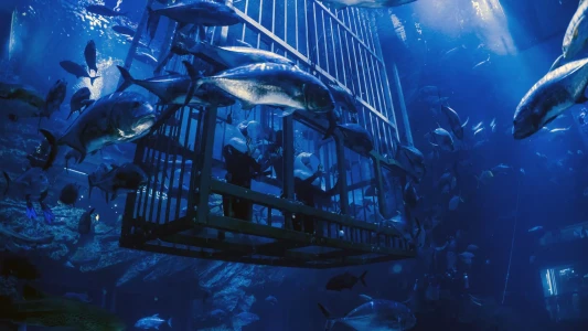 迪拜购物中心水族馆和水下动物园 | 探索水下世界