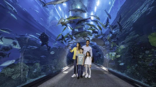 迪拜购物中心水族馆和水下动物园 | 探索水下世界