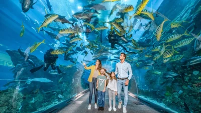 Dubai Mall Akvaryumu & Underwater Zoo | Su Altı Dünyasını Keşfedin