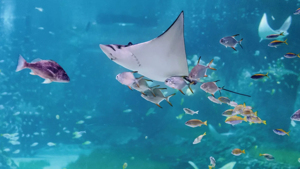 National Aquarium Abu Dhabi | Orta Doğu’nun En Büyük Akvaryumu