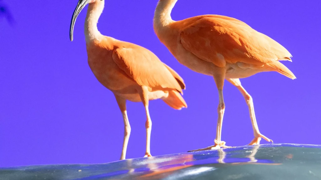 National Aquarium Abu Dhabi | Orta Doğu’nun En Büyük Akvaryumu