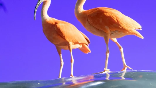 National Aquarium Abu Dhabi | Orta Doğu’nun En Büyük Akvaryumu