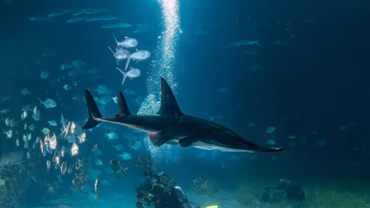 National Aquarium Abu Dhabi | The Largest Aquarium in the Middle East
