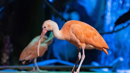 National Aquarium Abu Dhabi | The Largest Aquarium in the Middle East