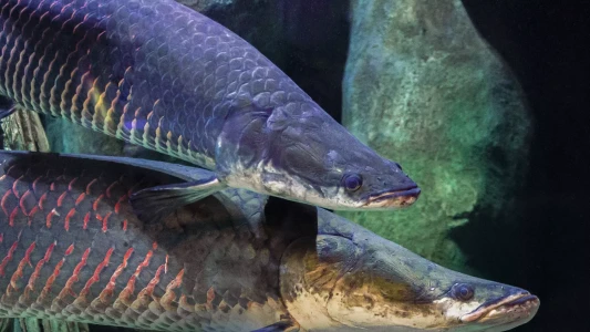 National Aquarium Abu Dhabi | The Largest Aquarium in the Middle East