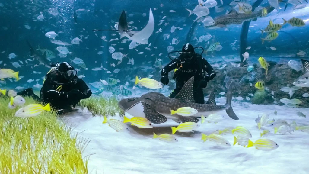 National Aquarium Abu Dhabi | Orta Doğu’nun En Büyük Akvaryumu