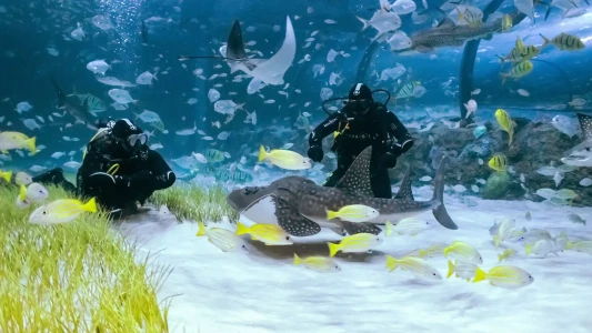 National Aquarium Abu Dhabi | The Largest Aquarium in the Middle East