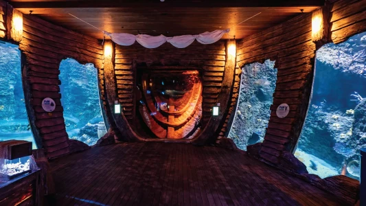National Aquarium Abu Dhabi | The Largest Aquarium in the Middle East