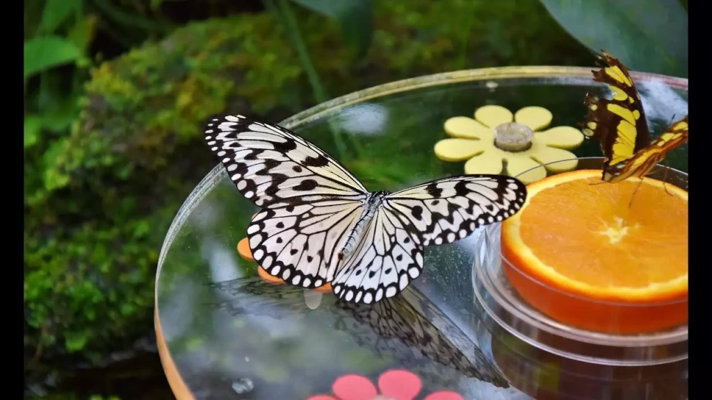 Dubai Butterfly Garden | Dünyanın En Büyük Kapalı Kelebek Bahçesi