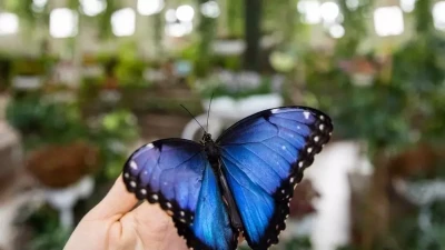 Dubai Butterfly Garden | Dünyanın En Büyük Kapalı Kelebek Bahçesi
