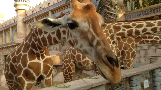 Abu Dhabi Emirates Park Zoo | Ailece Eğlenceli Hayvanat Bahçesi Deneyimi