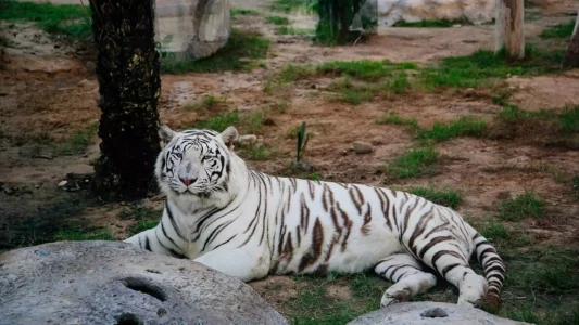 Abu Dhabi Emirates Park Zoo | Ailece Eğlenceli Hayvanat Bahçesi Deneyimi