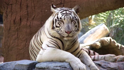 Abu Dhabi Emirates Park Zoo | Ailece Eğlenceli Hayvanat Bahçesi Deneyimi