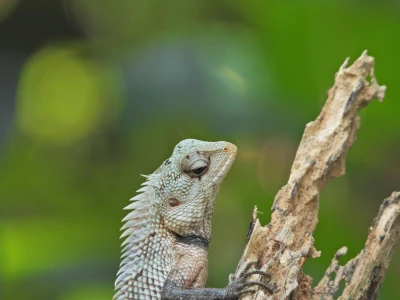 'СРИ ЛАНКА ТУРУ – БАЙРАМ СПЕЦІАЛЬНИЙ'