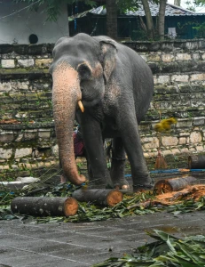 'СРИ ЛАНКА ТУРУ – БАЙРАМ СПЕЦІАЛЬНИЙ'