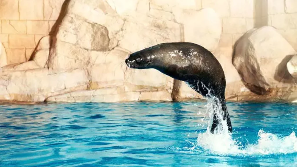 Dolphin Bay Atlantis The Palm Dubai | Yunuslarla Yüzme Deneyimi