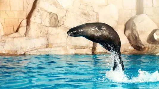 Dolphin Bay Atlantis The Palm Dubai | Yunuslarla Yüzme Deneyimi
