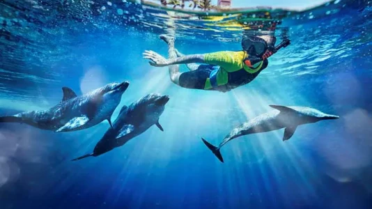 Dolphin Bay Atlantis The Palm Dubai | Yunuslarla Yüzme Deneyimi