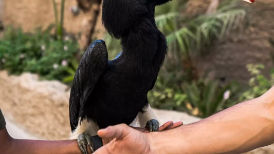 Dubai Safari Park | Dubai Hayvanat Bahçesi & Safari Turları