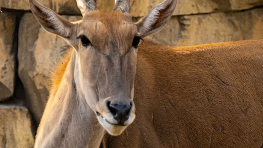 Dubai Safari Park | Dubai Hayvanat Bahçesi & Safari Turları