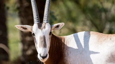 Dubai Safari Park | Dubai Hayvanat Bahçesi & Safari Turları