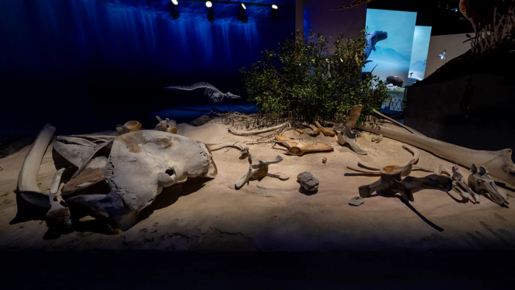 Natural History Museum Abu Dhabi Biletleri | Abu Dhabi Doğa Tarihi Müzesi
