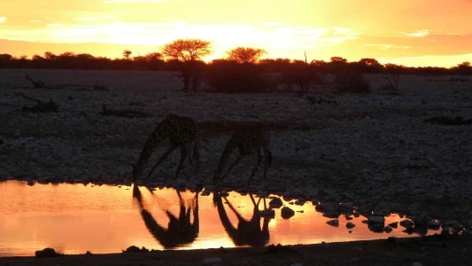 Ara Tatil Özel Görkemli Güney Afrika ve Safari Turu Türk Havayolları ile 7 Gece 9 Gün
