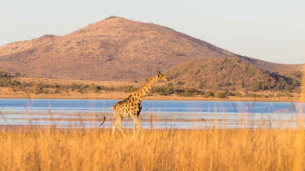 * VİZESİZ * - MUHTEŞEM GÜNEY AFRİKA - 2026 JOHANNESBURG (1) – SUN CITY (2) – CAPE TOWN (3)