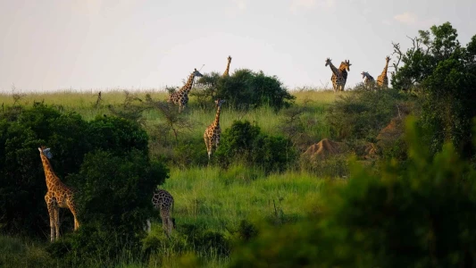 Gold Afrika Keşfi “Güney Afrika, Zimbabve, Botsvana” THY ile 7 gece (CPT-JNB) Cape Town (3) – Victoria Falls (3) – Chobe Ulusal Parkı – Johannesburg (1)