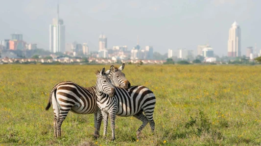 Gold Afrika Keşfi “Güney Afrika, Zimbabve, Botsvana” THY ile 7 gece (CPT-JNB) Cape Town (3) – Victoria Falls (3) – Chobe Ulusal Parkı – Johannesburg (1)