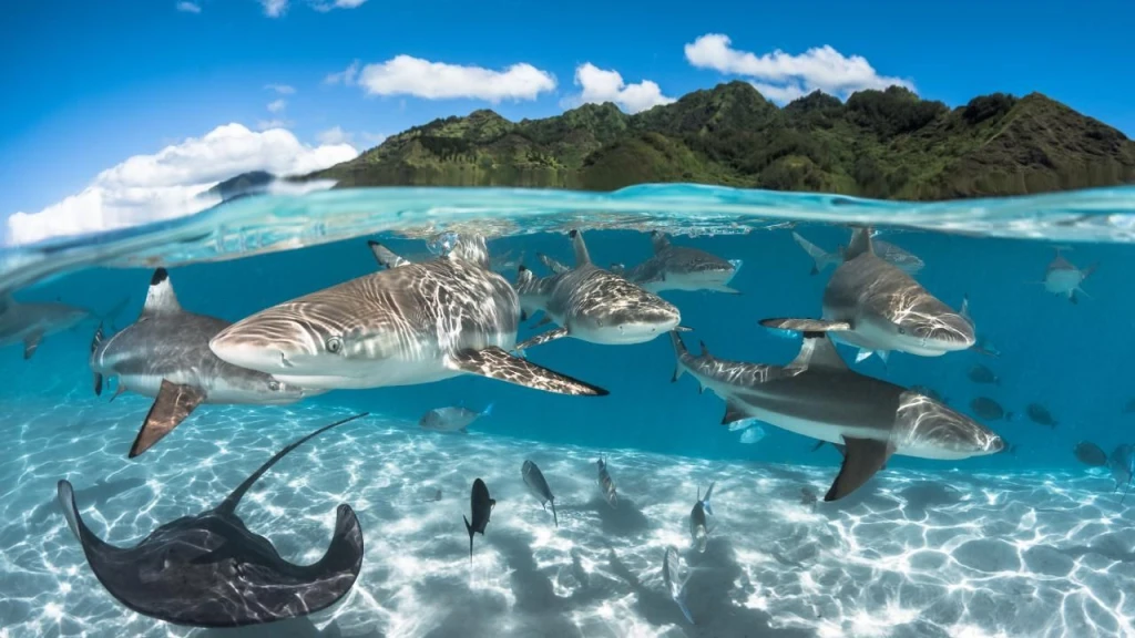 Tahiti 10-Nights Cruise | Small Ship Cruises in French Polynesia