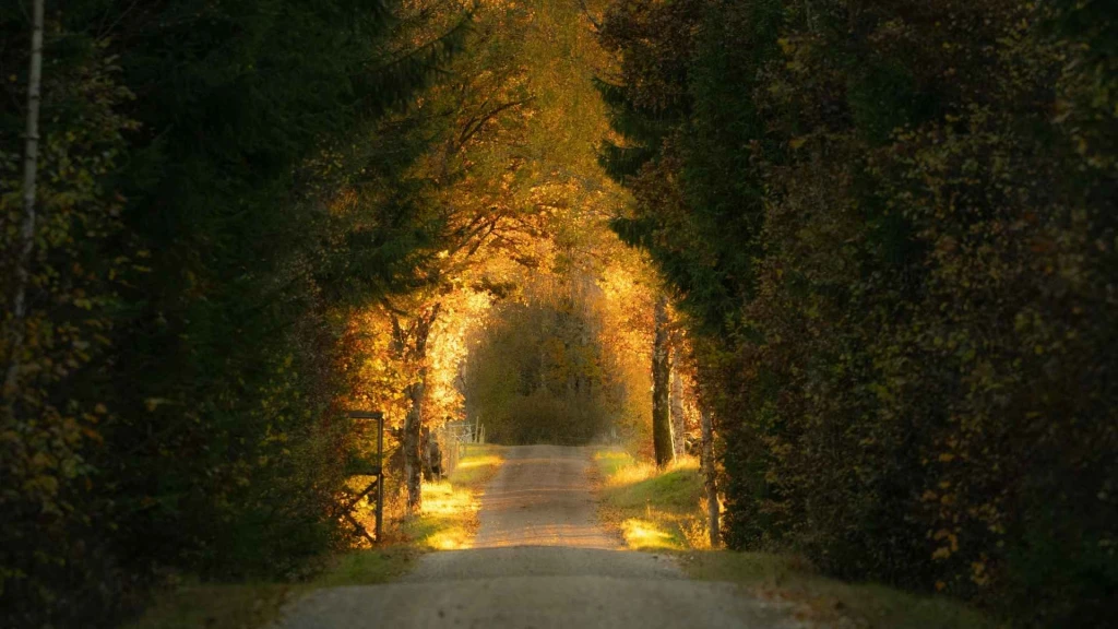 Büyük İskandinavya ve Fiyordlar Turu Türk Havayolları ile 10 Gece (CPH-TLL) 2026