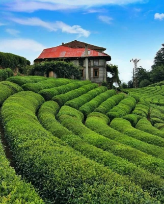 UÇAKLI KARADENİZ VE BATUM TURU 4 GÜN 3 GECE