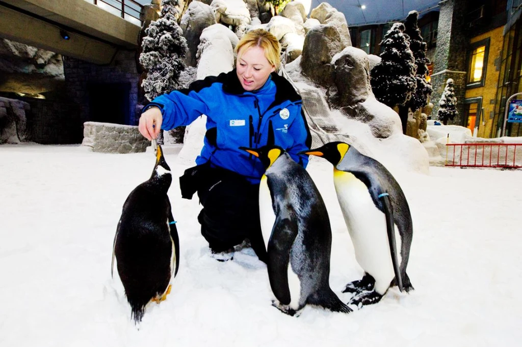 Ski Dubai – Snow Plus