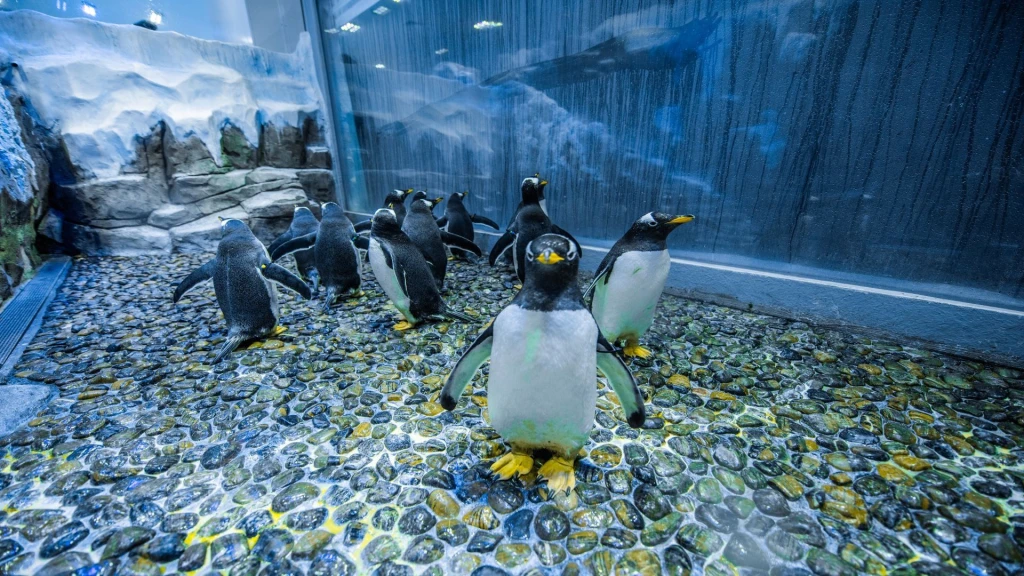 Dubai Mall Akvaryumu ve Penguin Koyu