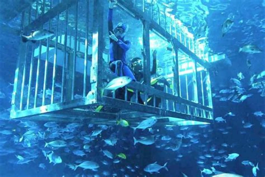 Dubai Aquarium & Onderwater Zoo – Explorer