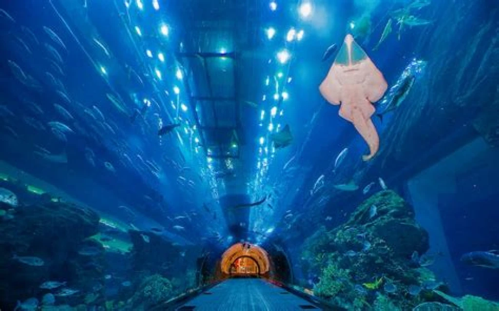 Dubai Aquarium & Onderwater Zoo – Explorer