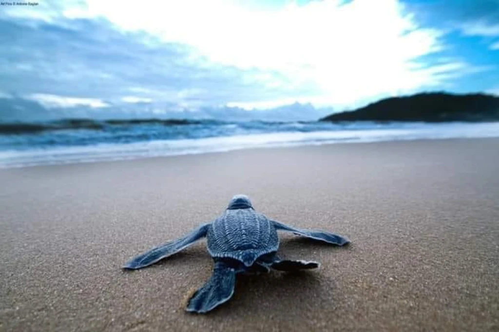 Dalyan Caretta İztuzu ve Çamur Banyoları Turu