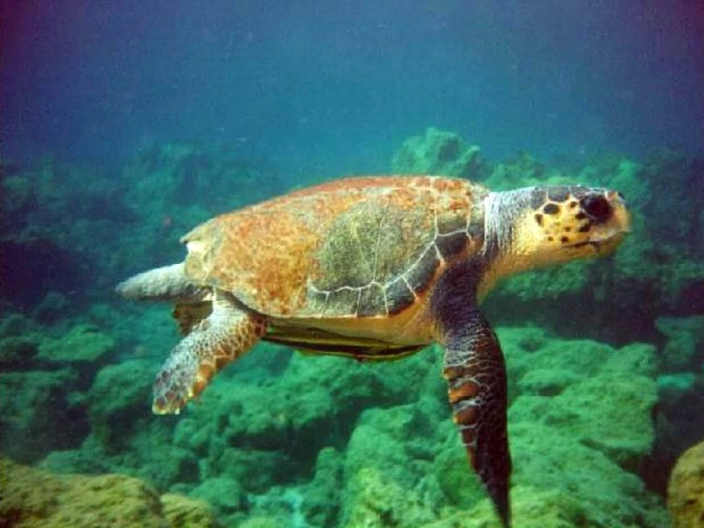 Dalyan Caretta İztuzu ve Çamur Banyoları Turu