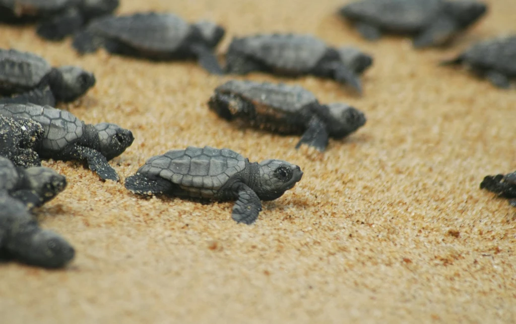 Dalyan Caretta İztuzu ve Çamur Banyoları Turu